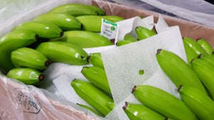 Beneficios de usar Sachets absorbentes de etileno en la exportación de Banano